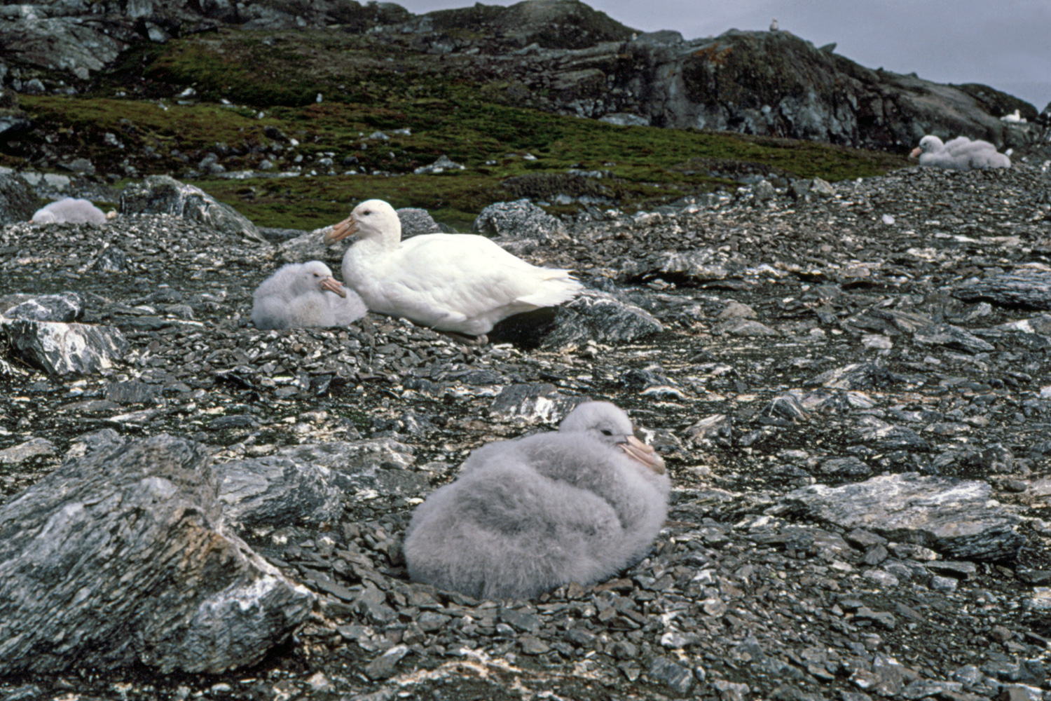 Giant Petrel Macronectes giganteus Parent and Chick on Nest